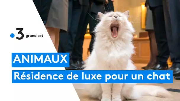 Animaux : une chatte règne sur un hôtel de luxe