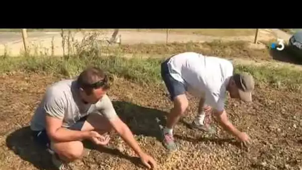 Limoux : Le vignoble ravagé par la grêle