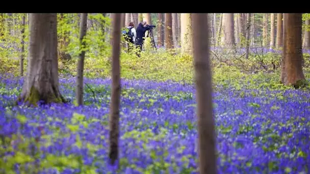 Une forêt de jacinthes en Belgique