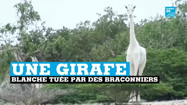 La seule girafe blanche femelle du monde tuée par des braconniers