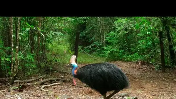 La forêt tropicale australienne de Daintree rétrocédée aux indigènes • FRANCE 24