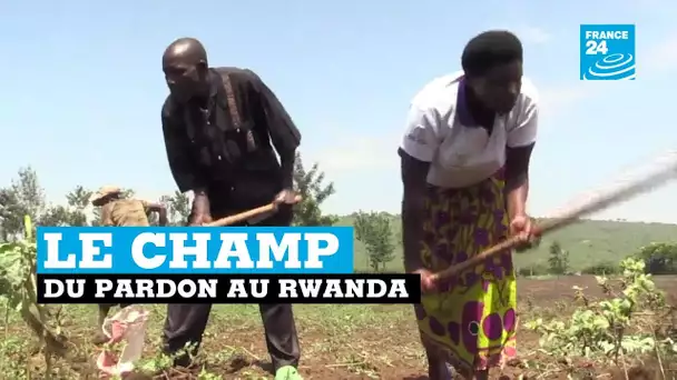 Rwanda, le champ du pardon