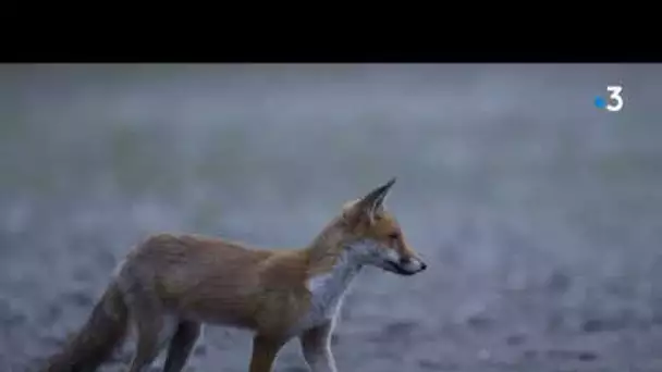 Loir-et-Cher : Rencontre avec des photographes animaliers