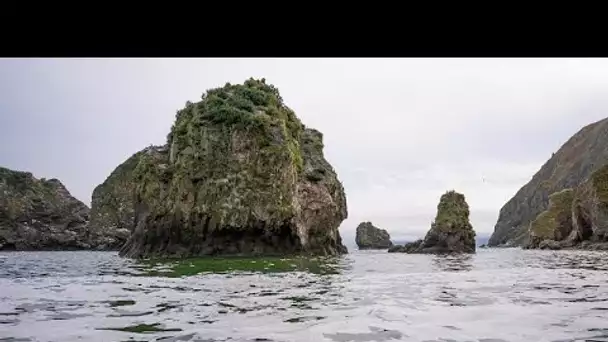 Kamtchatka : l'hécatombe sur les plages et dans les fonds marins