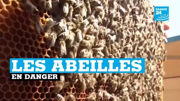 Les abeilles en danger en Russie