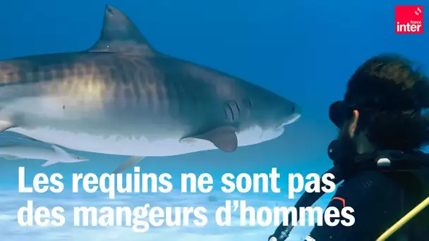 Le jour où il a nagé au milieu de requins