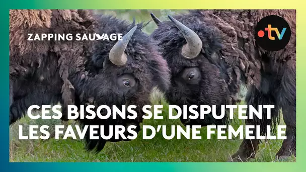 En rut, ces mâles se livrent un combat sans merci - ZAPPING SAUVAGE