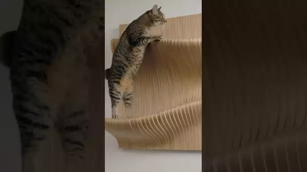 De la décoration adaptée aux chats