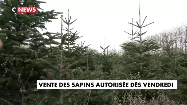 Confinement : la vente des sapins autorisée dès vendredi