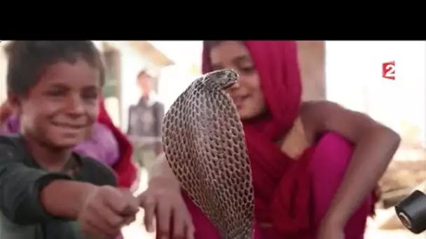 A la rencontre des charmeurs de serpents