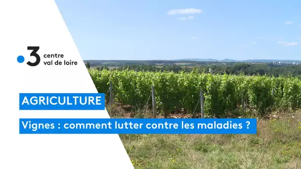 Viticulture : des plants résilients face aux maladies de la vigne