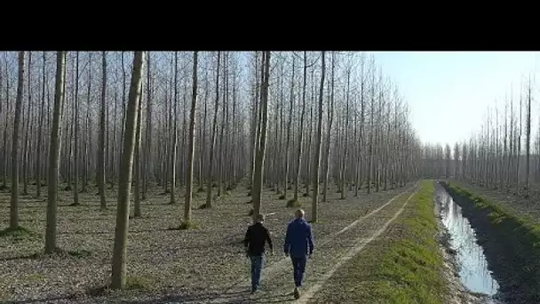 Réduire nos émissions avant de planter des arbres pour les compenser