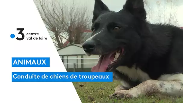 Loiret : rencontre avec la vice-championne de France de conduite de chiens de troupeaux