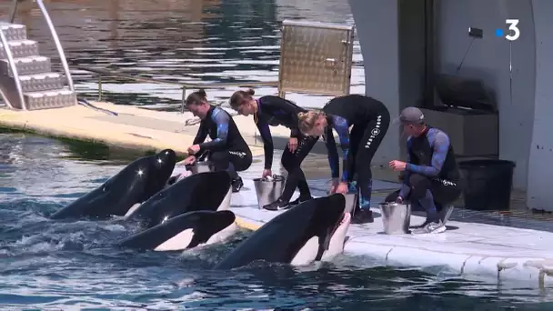 Antibes : une nouvelle organisation pour la réouverture de Marineland avec le déconfinement