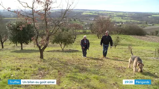 Fin de la saison des truffes en Périgord