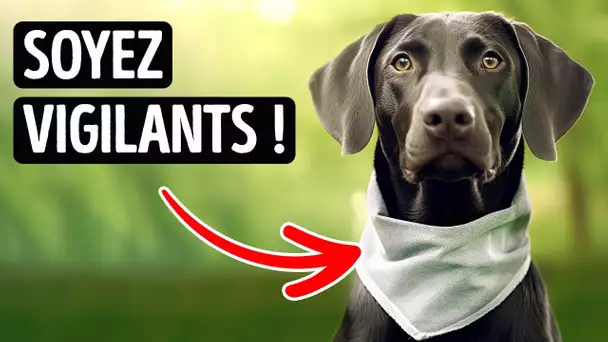 Le chien intriguant exposé : Avertissement + faits incroyables !