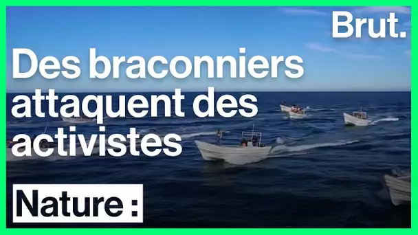 Des braconniers attaquent des activistes de Sea Shepherd