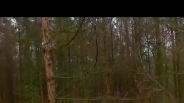 La forêt allemande en peau de chagrin