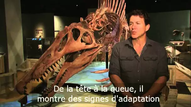 Le spinosaure, un prédateur plus gros encore qu'un tyrannosaure