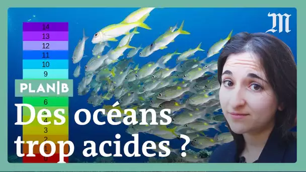 Nos océans deviennent plus acides et c’est un danger #PlanB