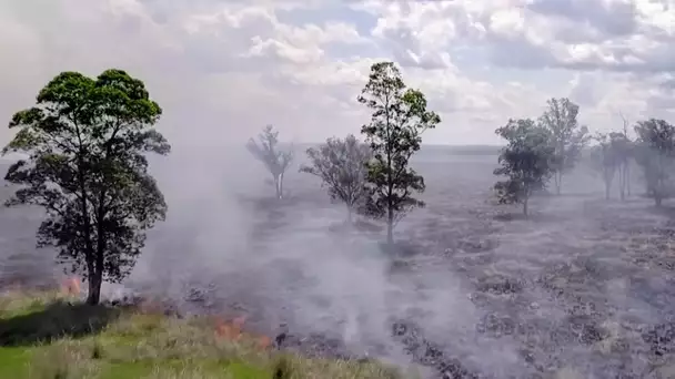 Paraguay, la forêt des pesticides