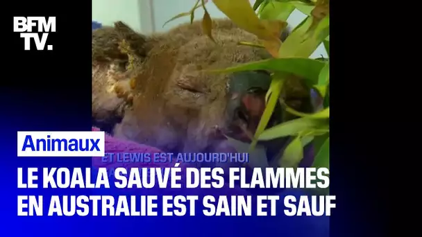 Le koala sauvé des flammes par une femme en Australie est sain et sauf