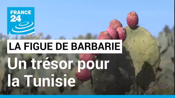 L’huile de figue de Barbarie, un trésor pour la Tunisie • FRANCE 24