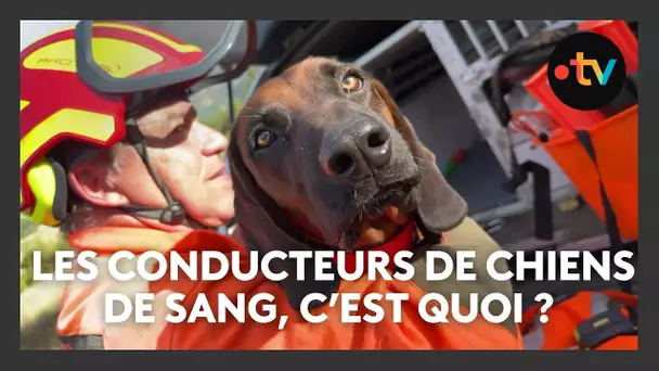 Connaissez-vous les conducteurs de chiens de sang ? Ils sont seulement une dizaine dans le Var