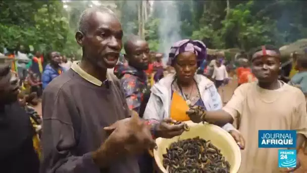 Centrafrique : la prolifique saison des chenilles • FRANCE 24