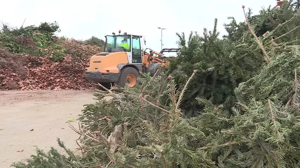 Recyclés, les sapins de Noël deviennent compost à Montpellier et son agglomération