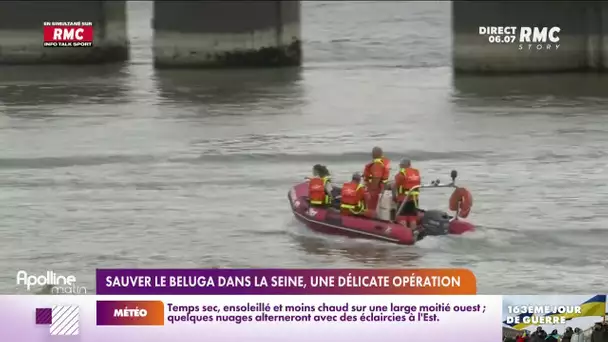 Béluga dans la Seine : une opération de sauvetage délicate