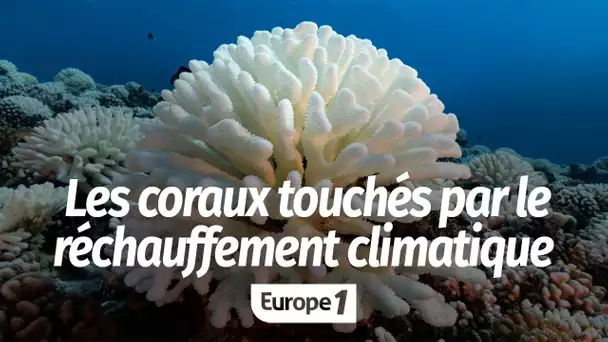 Une conséquence du réchauffement climatique ? "Dès qu’on dépasse une température, le corail stres…