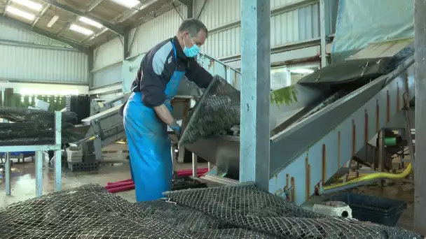 Ostréiculture :  difficultés pour recruter des saisonniers en Charente-Maritime