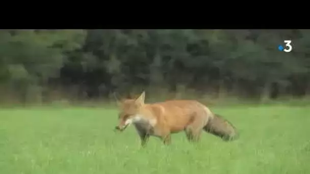 Plainte des défenseurs du renard contre les chasseurs du Doubs