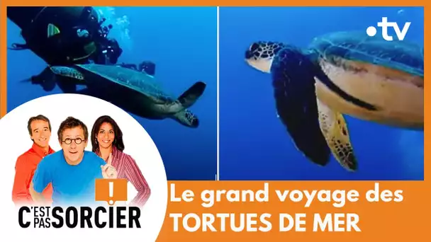Le grand voyage des tortues de mer - C'est pas sorcier [Intégrale]