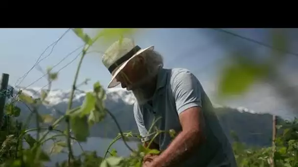 De la vigne en Norvège, grâce au réchauffement climatique