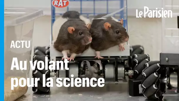 Aux États-Unis, des rats apprennent à conduire pour une expérience scientifique