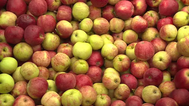 Agriculture : la récolte des pommes bat son plein