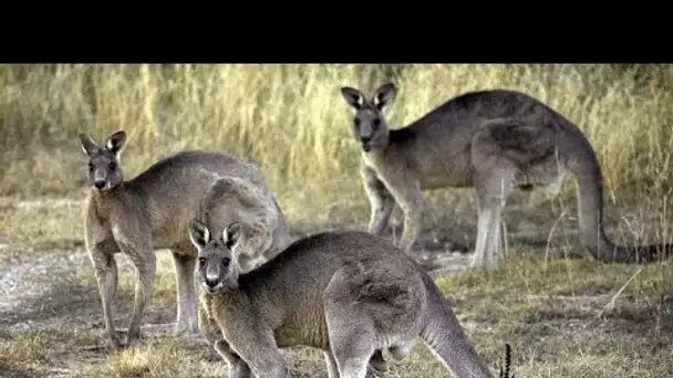 Pas un mais trois milliards d'animaux tués ou déplacés par les feux de brousse en Australie