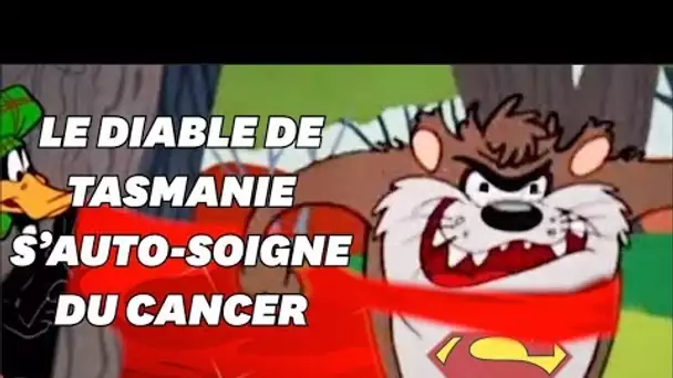 Le diable de Tasmanie est capable de se guérir lui même du cancer