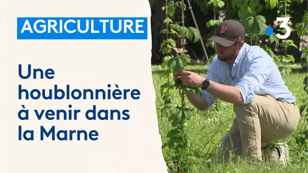 Une houblonnière dans la Marne, une culture rare dans la région très attendue par les brasseurs