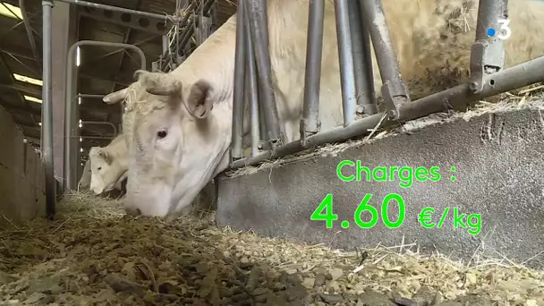 Agriculture : de la viande achetée 3,80 euros le kilo aux éleveurs est revendue 42,10 euros