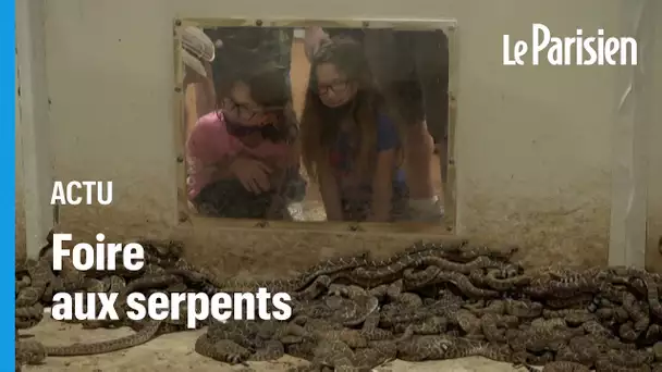 Pendant ce temps-là, au Texas, la foire aux serpents à sonnette bat son plein