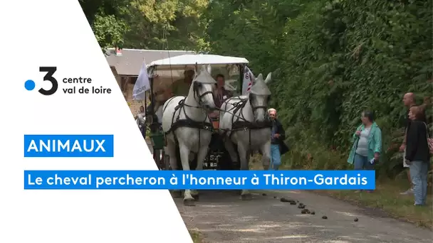 Cheval : la fête du percheron à Thiron-Gardais