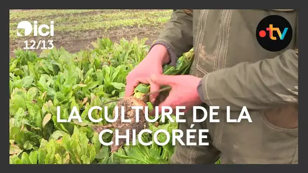 Agriculture : la filière de la chicorée, de la récolte au séchage