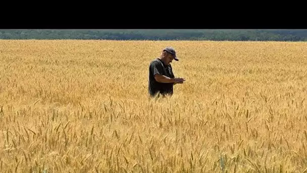 Les pays d'Europe de l'Est font pression pour que les interdictions sur les céréales u…