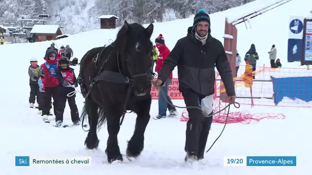 Des chevaux pour remplacer les remontées mécaniques ? C'est la solution d'une station de ski