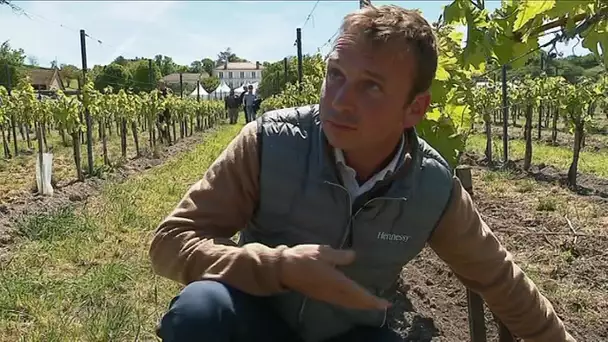 Charente : le cognac Hennessy veut bannir les herbicides d'ici 2028