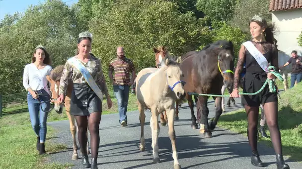 Les Miss de Limoges au chevet des chevaux maltraités aux Cars en Haute-Vienne