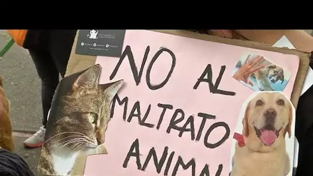 Une marche pour la défense des animaux en Colombie